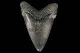 Juvenile Megalodon Tooth - Georgia #99102-1